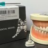 Nissin Typodont Jaw Set - 300 Series - GNR300 - UL Original Nissin Jawset With Soft Gums