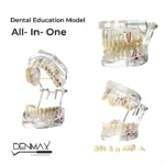 Dental All in one Model for education