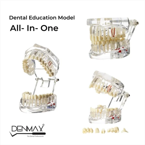 Dental All in one Model for education