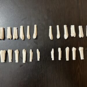 Nissin GNR 300 push type typho tooth All 32 teeth numbers available