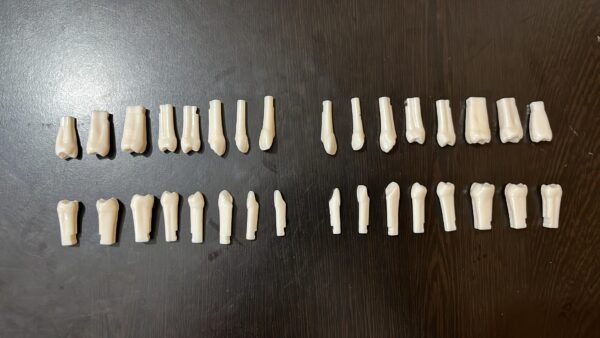 Nissin GNR 300 push type typho tooth All 32 teeth numbers available
