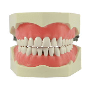GDC C-TYPE STUDY MODELDSMA32C